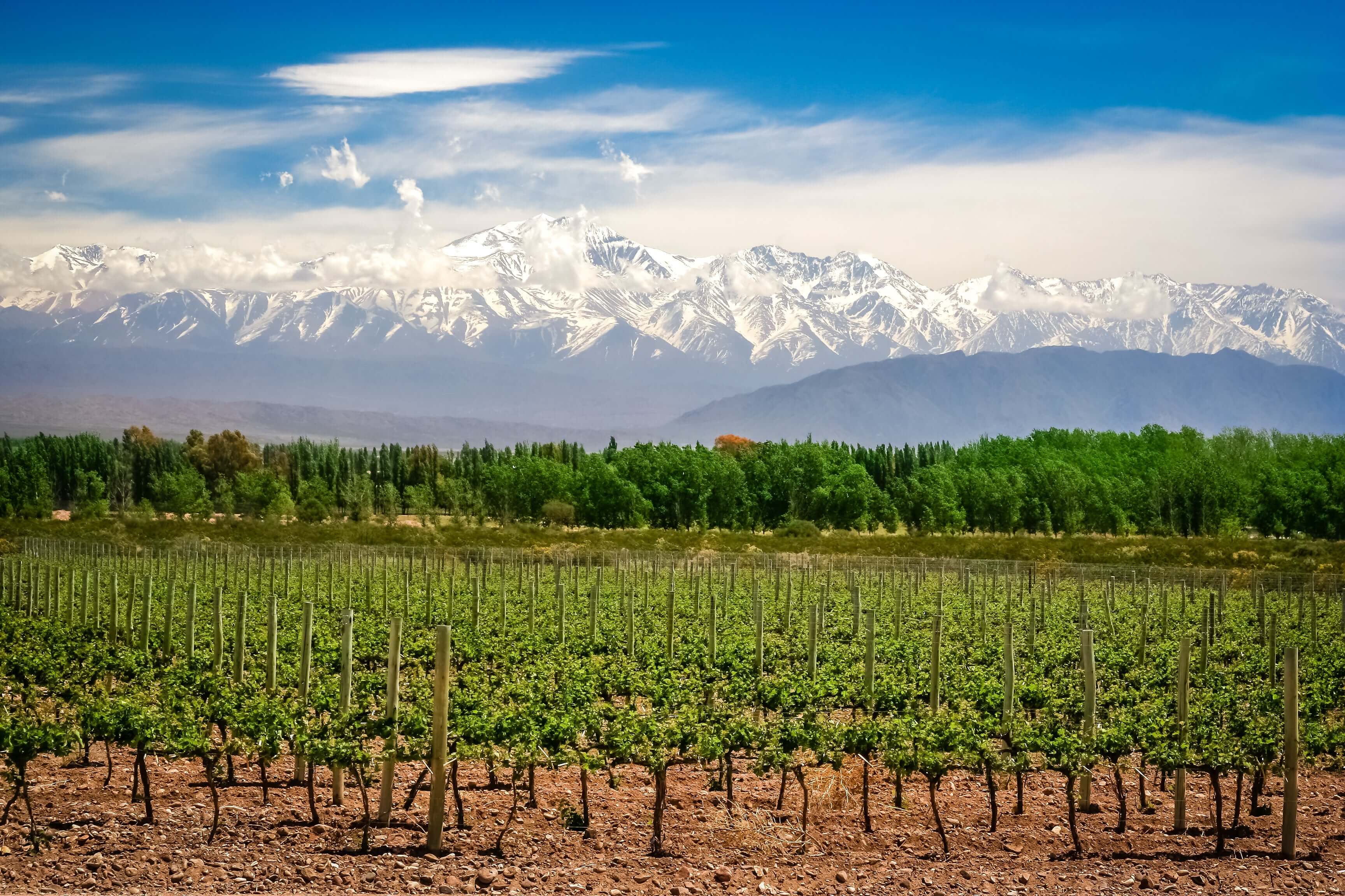 Why Argentina is the New Champion of World-Class Wines