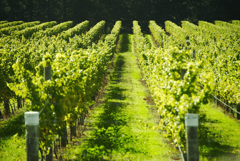 The Rise of Picpoul de Pinet: Why Wine Enthusiasts Can't Get Enough