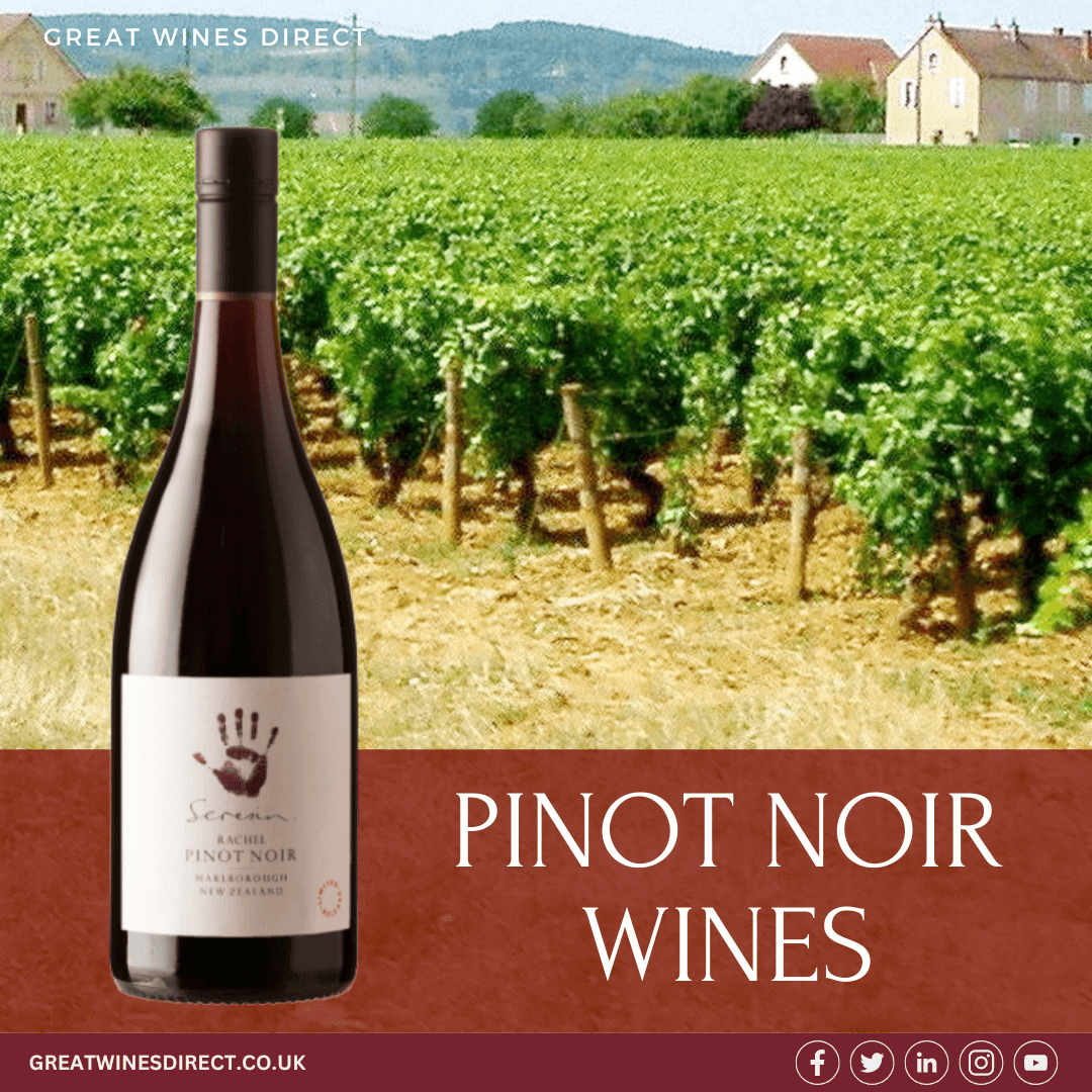 Pinot Noir wines in a vineyard