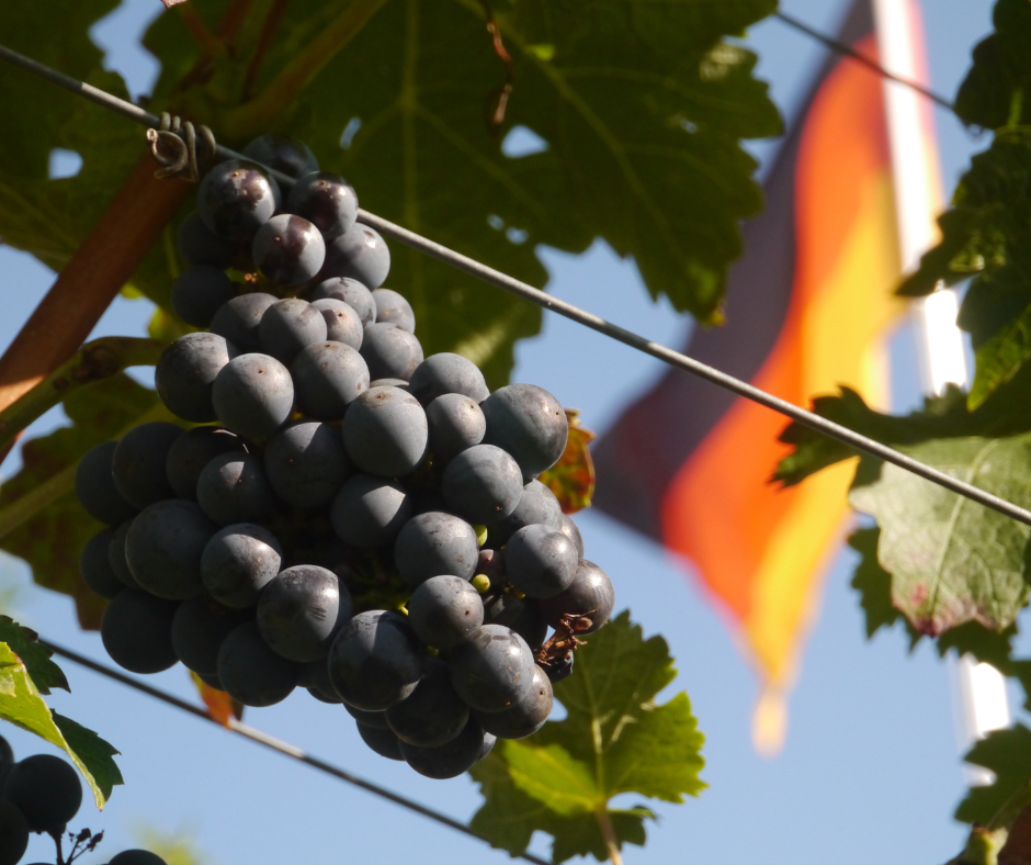 Buy German Wines Online | Great Wines Direct