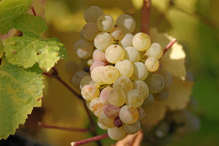 White wine Riesling grapes - White wine Riesling grapes - White wine Riesling grapes - https://commons.wikimedia.org/w/index.php?curid=384908
