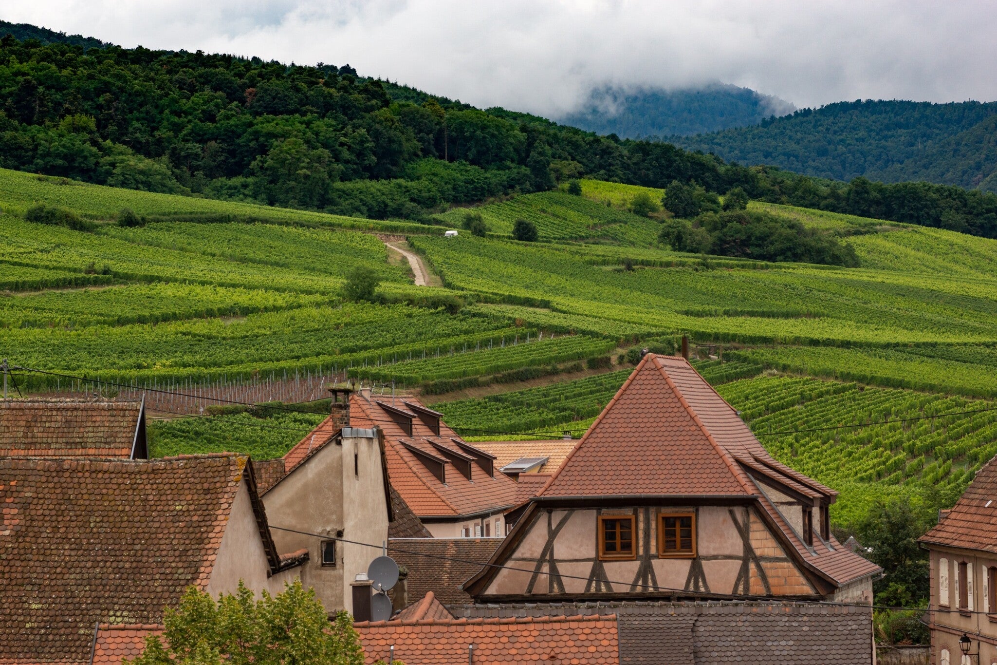 exploring the alluring wines of alsace
