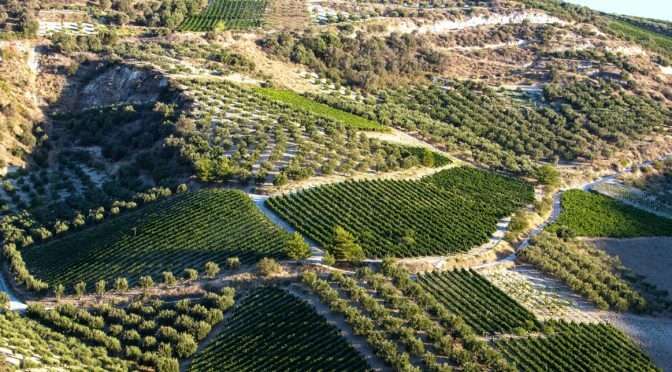 Why Lebanese Wine is a Sustainable and Eco-Friendly Choice