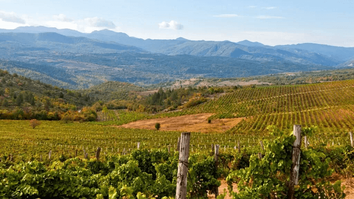 Uncovering the Fascinating World of Tikves Wines